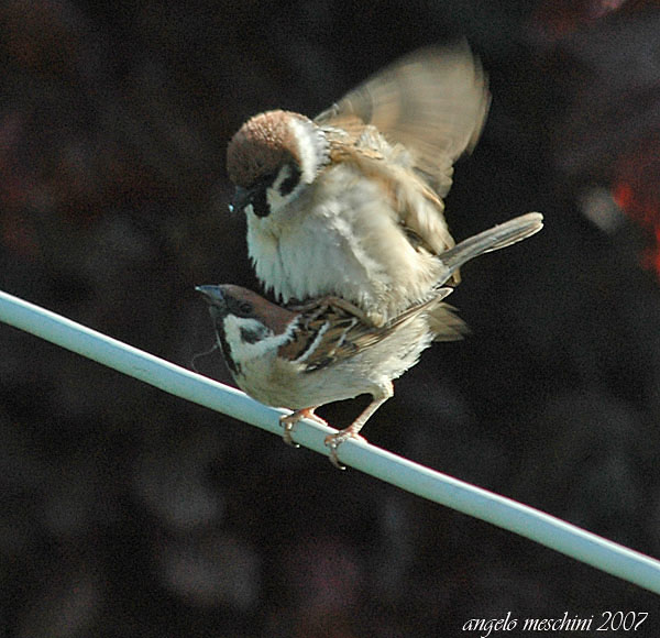 Passera mattugia Passer montanus. Le intimit